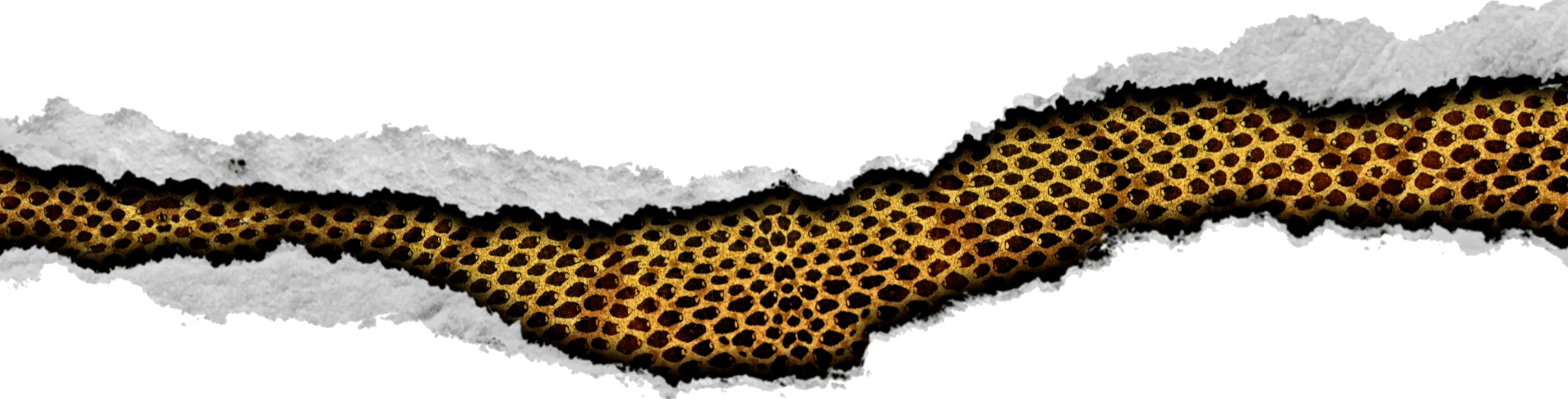 Torn paper strip reveals 80's-inspired hidden layer of a snakeskin material showing its gold and black scales and patterns underneath.